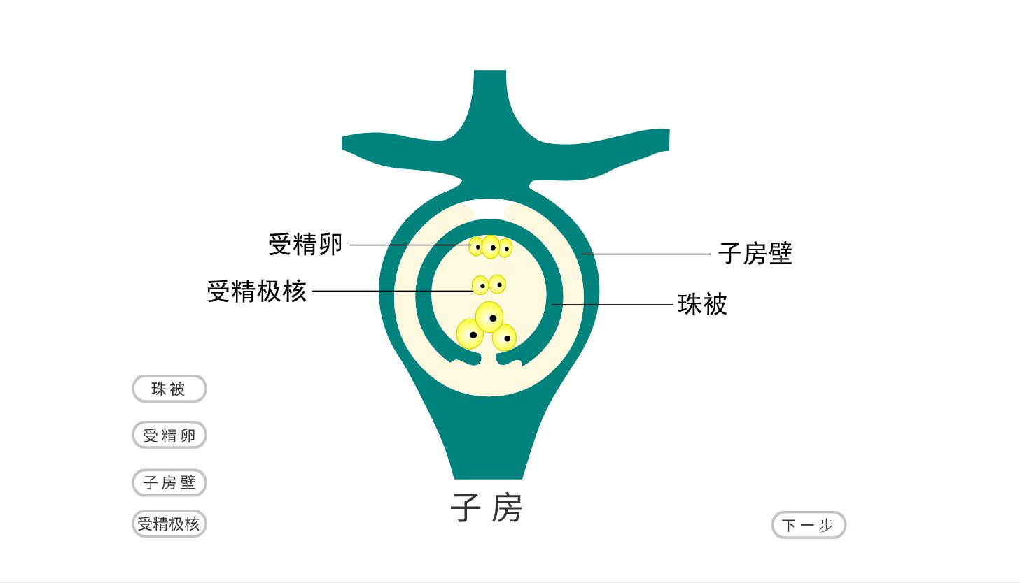 花与果实的关系