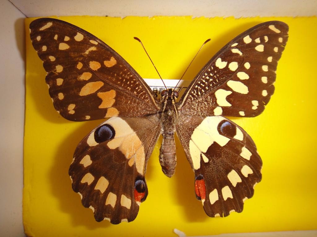 图片卡申夫鬼美人凤蝶