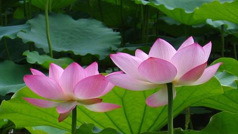 印度国花--莲花