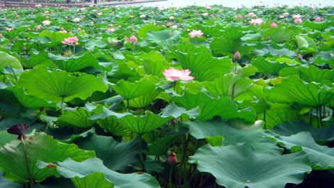 洞庭湖成片荷花