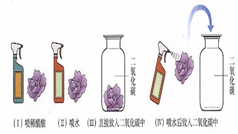 图片二氧化碳与水的反应