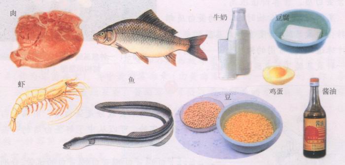 图片富含蛋白质的食物