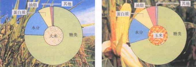 图片大米和玉米的营养成分