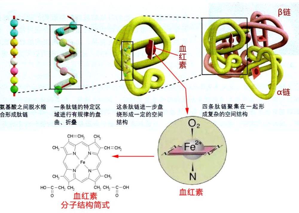 图片血色素蛋白质模型