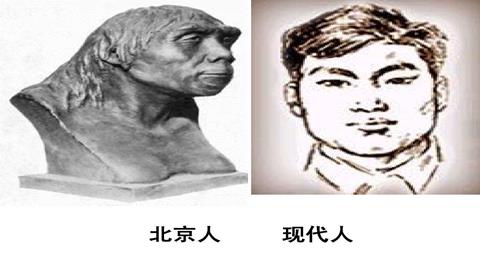图片北京人与现代人比较（面部比较）