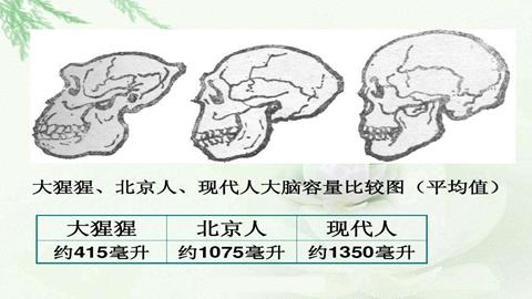 图片大猩猩、北京人、现代人头骨比较
