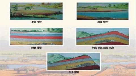 图片化石的形成