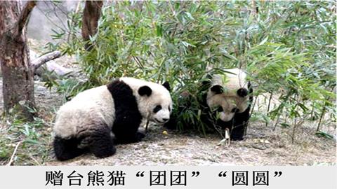 图片赠台大熊猫