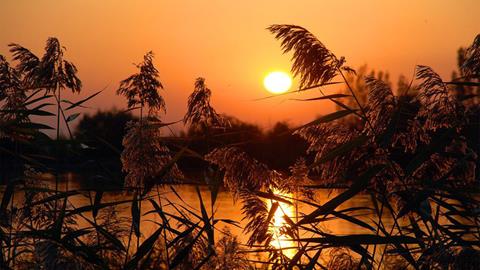 图片夕阳下的麦穗