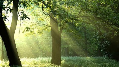 图片阳光森林