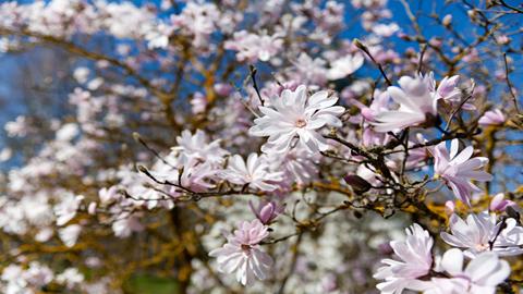 图片春天的花儿