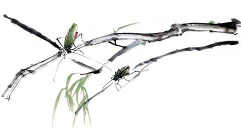 图片树枝上的昆虫