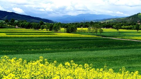 图片油菜地