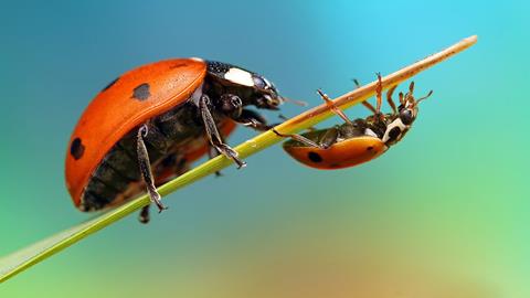 图片瓢虫微距摄影