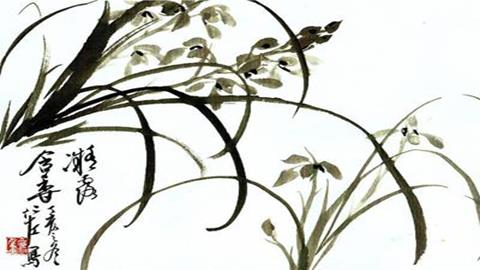 图片花卉_兰