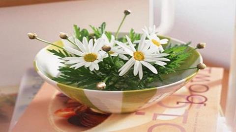 图片《用装饰色彩来表达》图片：小盆景菊花