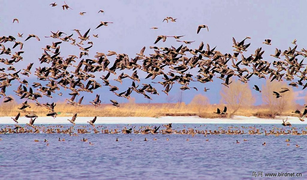 图片迁徙的大雁