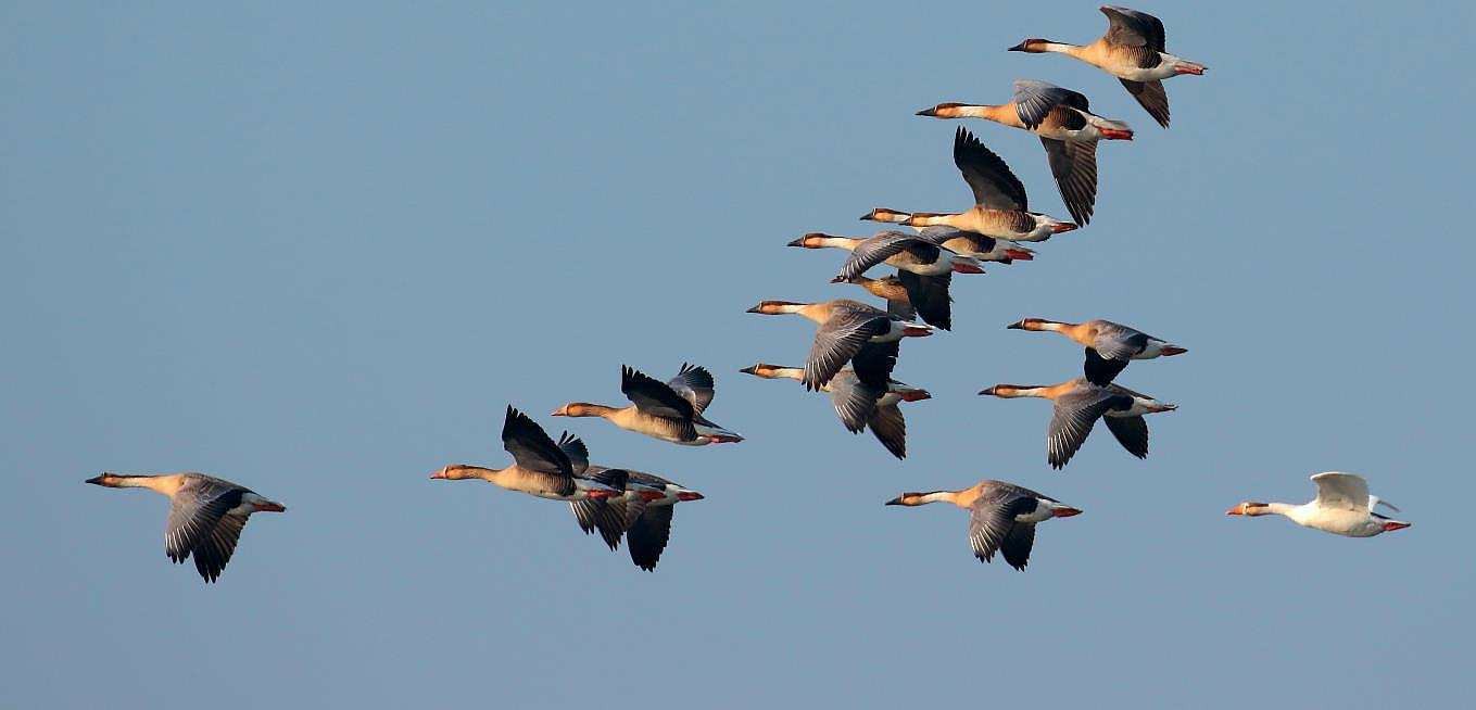 图片迁徙的大雁