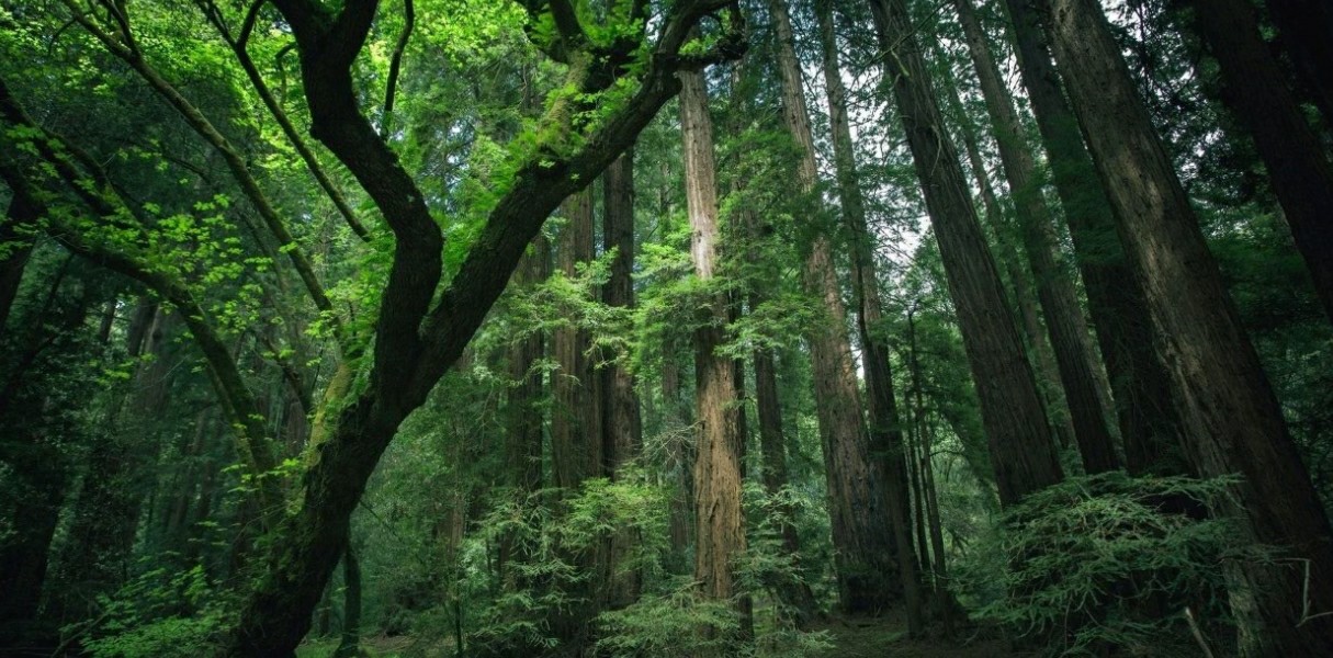 图片森林生态系统