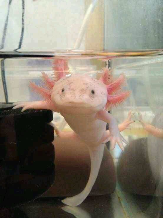 图片深海狮子鱼