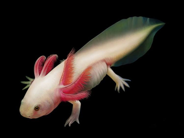 图片深海狮子鱼