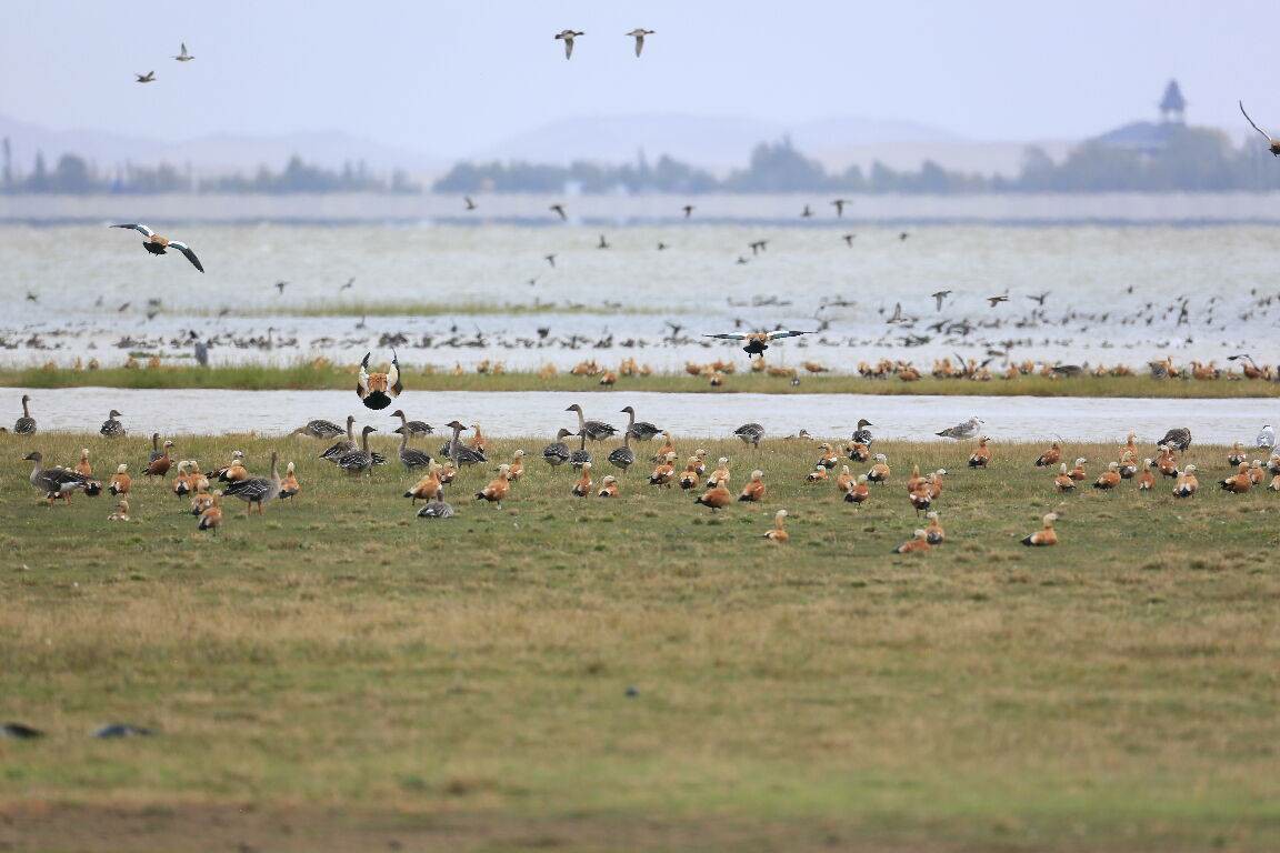 图片湿地生态系统