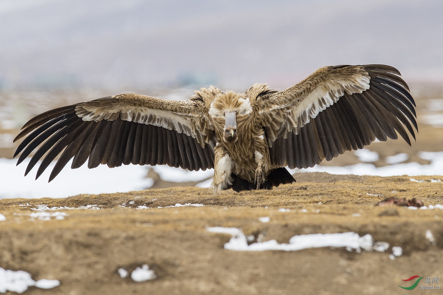 图片喜马拉雅兀鹫
