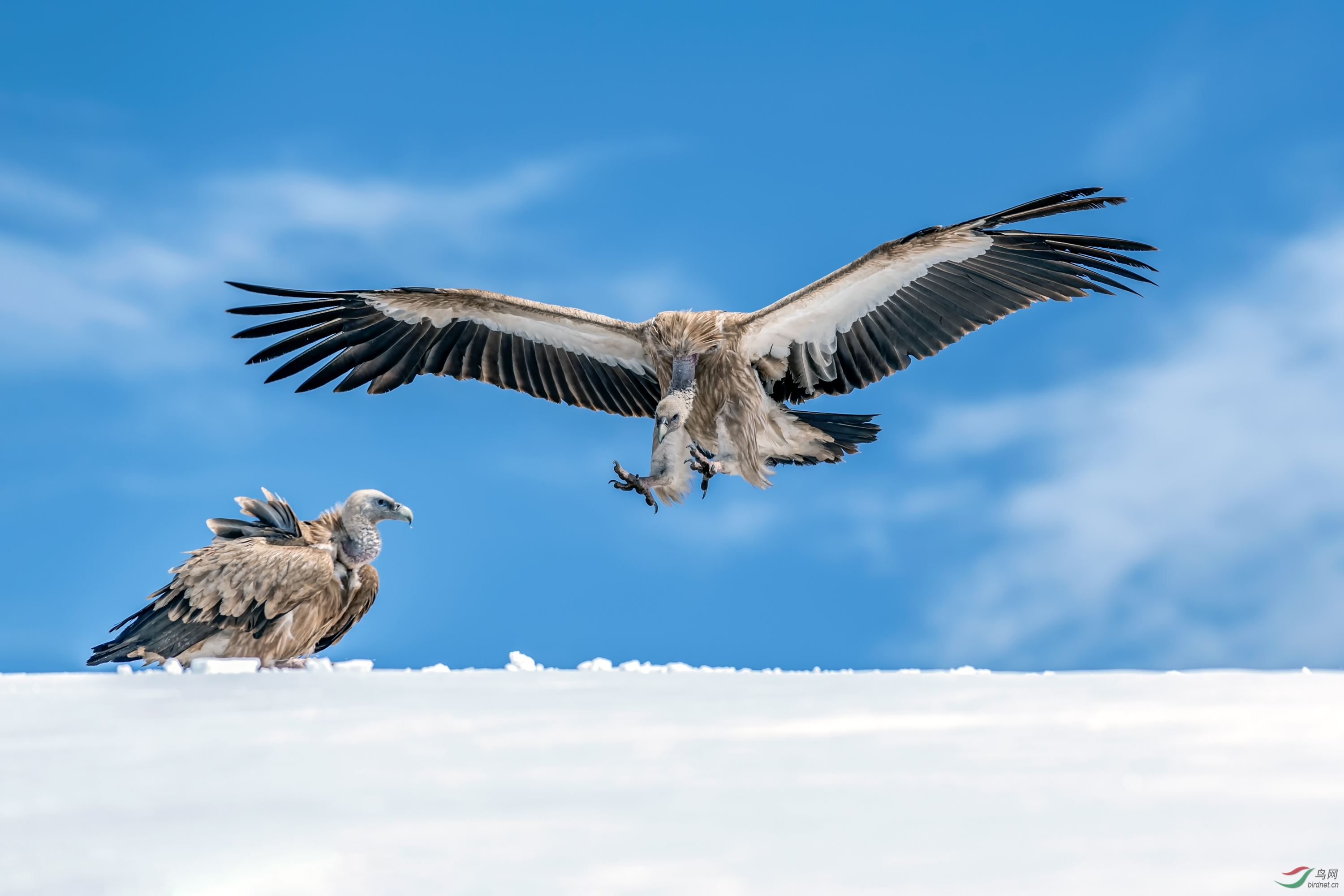 图片喜马拉雅兀鹫