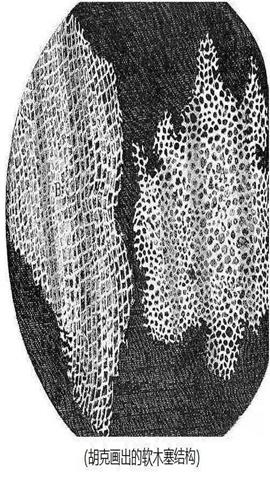 图片罗伯虎特观察到的细胞