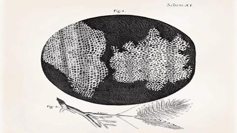图片罗伯虎特观察到的细胞