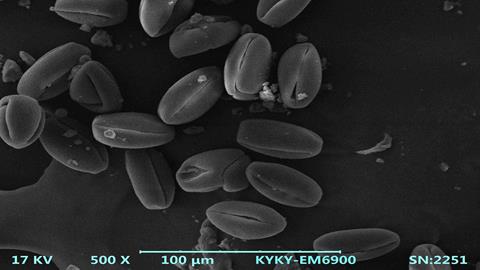 图片电镜下的花粉粒