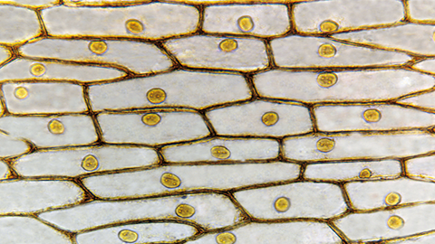 图片洋葱鳞片叶内表皮细胞