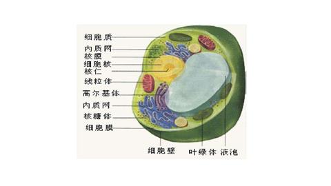 图片植物细胞模式图