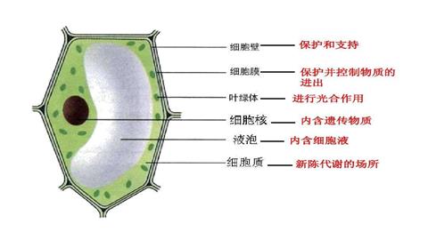 图片植物细胞模式图