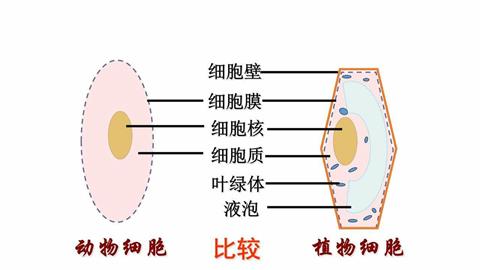 图片植物细胞与动物细胞的区别