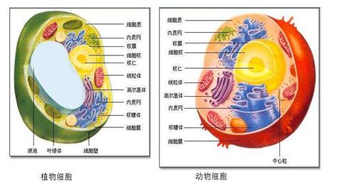 图片植物细胞与动物细胞的区别