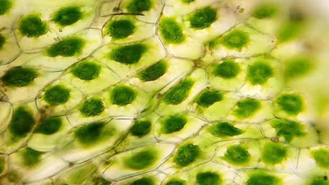 图片苦草叶片细胞