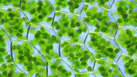 图片苦草叶片细胞