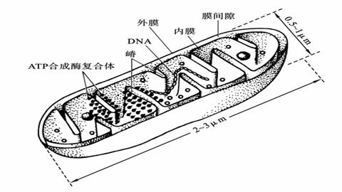 图片线粒体模式图