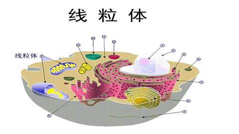 图片线粒体模式图