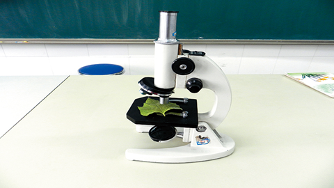 图片在显微镜下观察菠菜叶