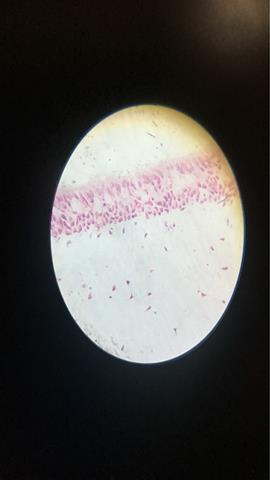 图片人的口腔上皮细胞