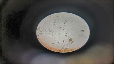 图片人的口腔上皮细胞