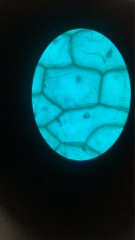 图片人的口腔上皮细胞