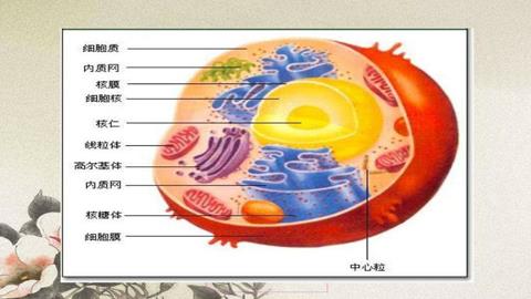 图片动物细胞模式图