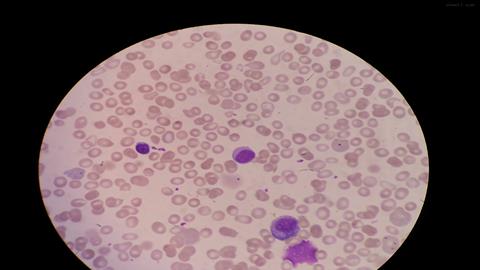 图片一种肌细胞