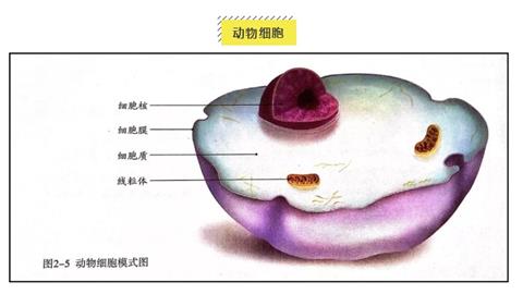 图片动物细胞模式图