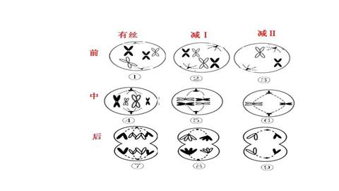 图片刚完成分裂的动物细胞
