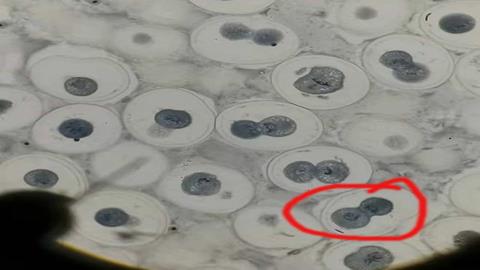 图片刚完成分裂的动物细胞