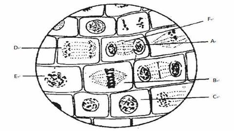 图片洋葱根尖细胞分裂